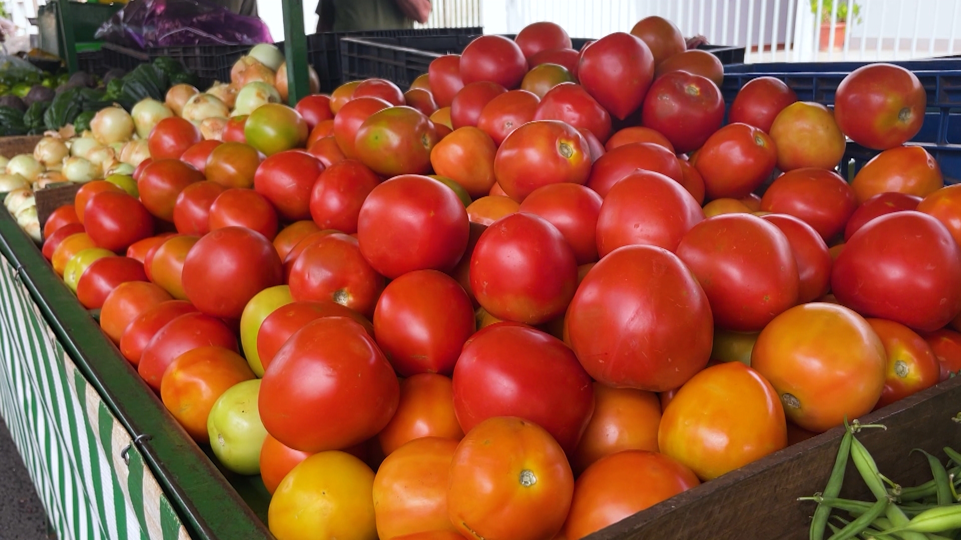 Oferta antecipada faz preço do tomate cair e pressiona rentabilidade de produtores de MG