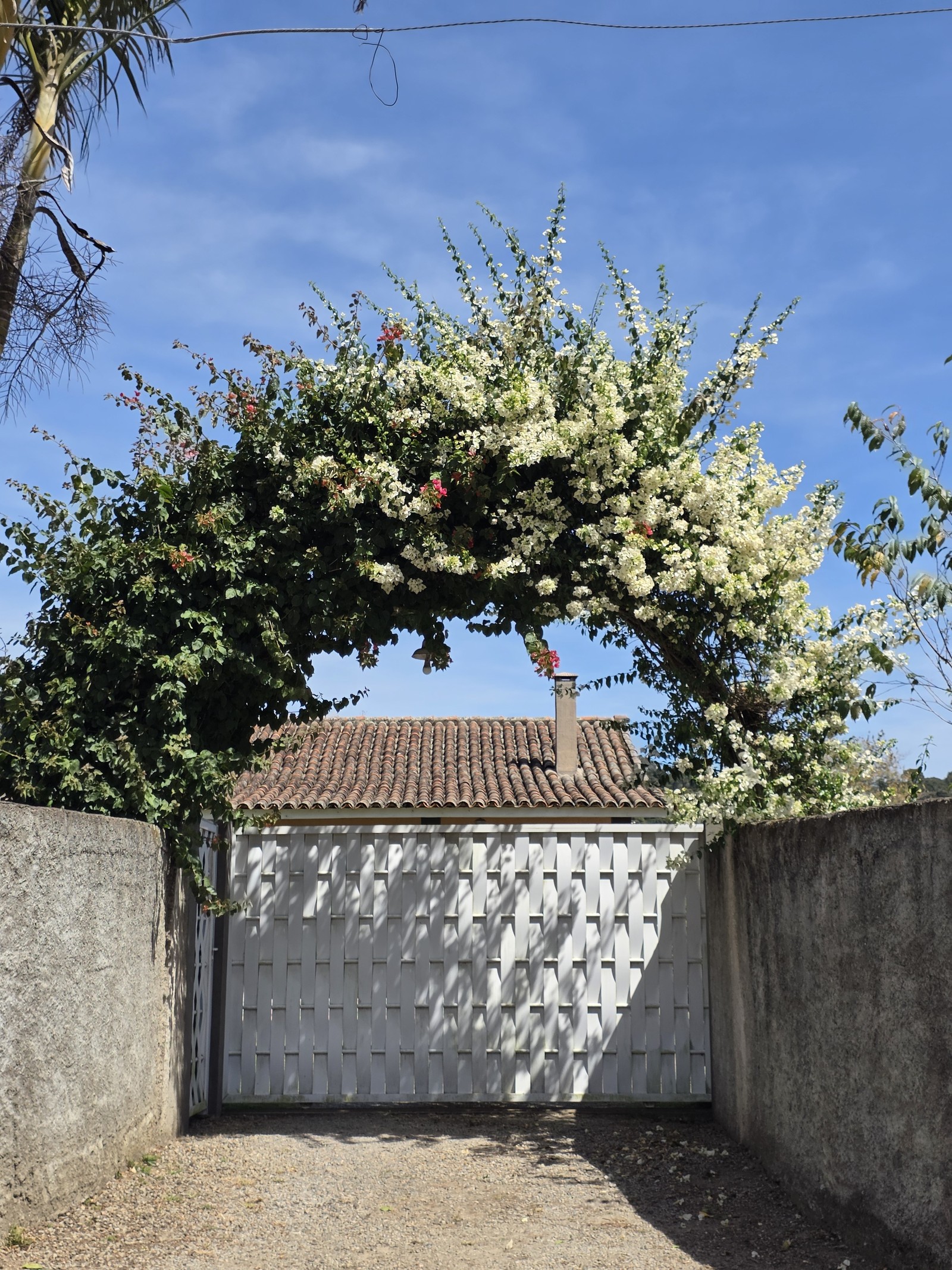 Portão com flores; foto tirada com câmera telefoto do Galaxy Z Fold 7 — Foto: Ana Letícia Loubak/TechTudo