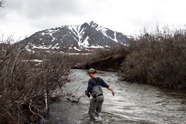 Um ecossistema ártico inteiro pode evoluir para se adaptar à crise climática?