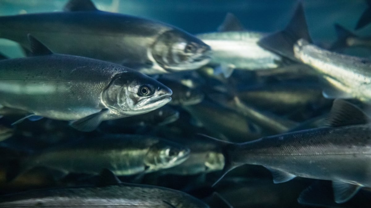 University of British Columbia aquatic researchers receive $1M fellowships