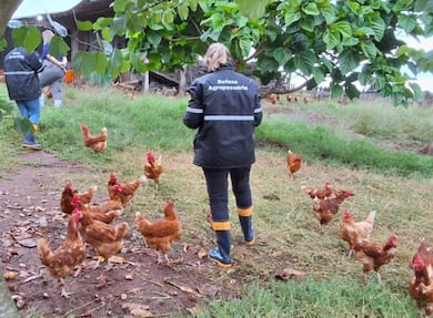 Rio Grande do Sul registra novo caso de gripe aviária em aves de subsistência