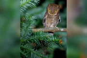 Comédia animal: veja 8 das fotos mais engraçadas da vida selvagem de 2026