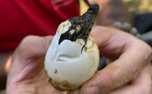 Foto falsa de crocodilo causa pânico em Singapura e autor pode pegar dez anos de prisão
