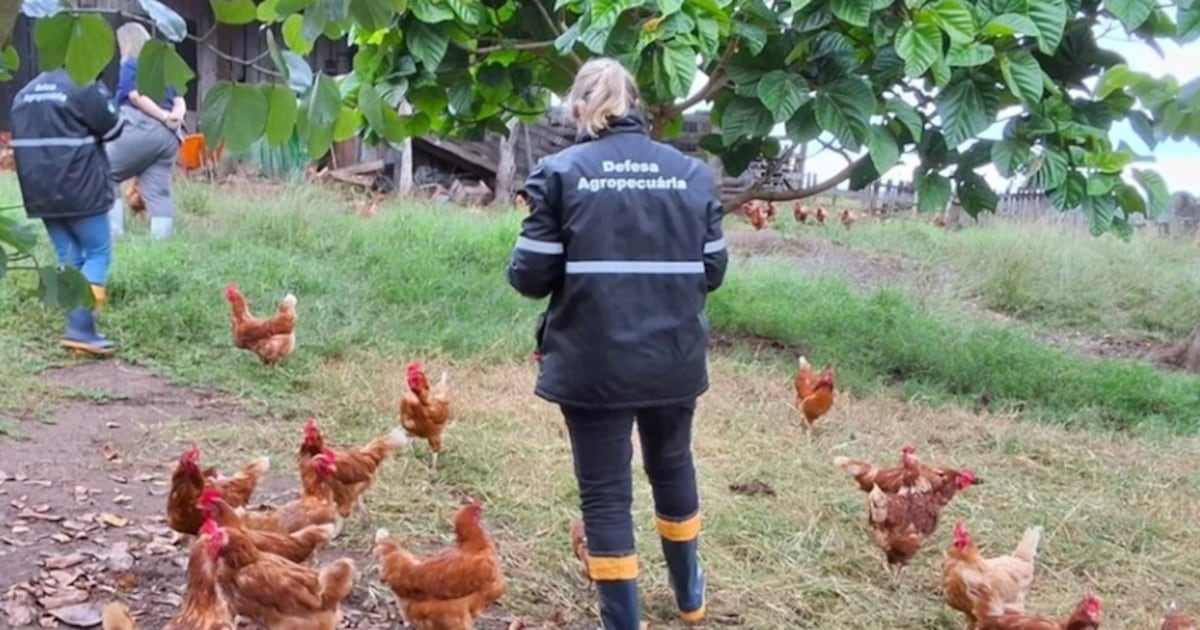 Rio Grande do Sul registra novo caso de gripe aviária em aves de subsistência